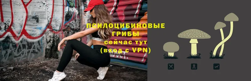 darknet Telegram  Бакал  Псилоцибиновые грибы Magic Shrooms 